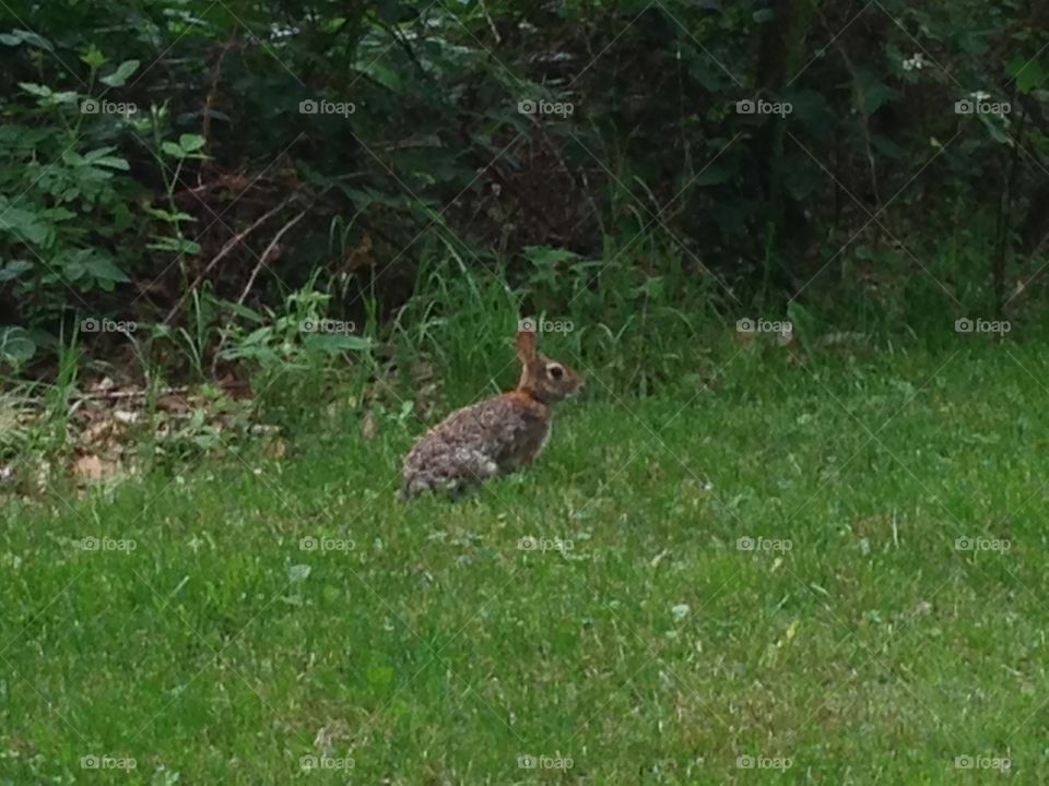 Bunny in the forest. Sitting rabbit
