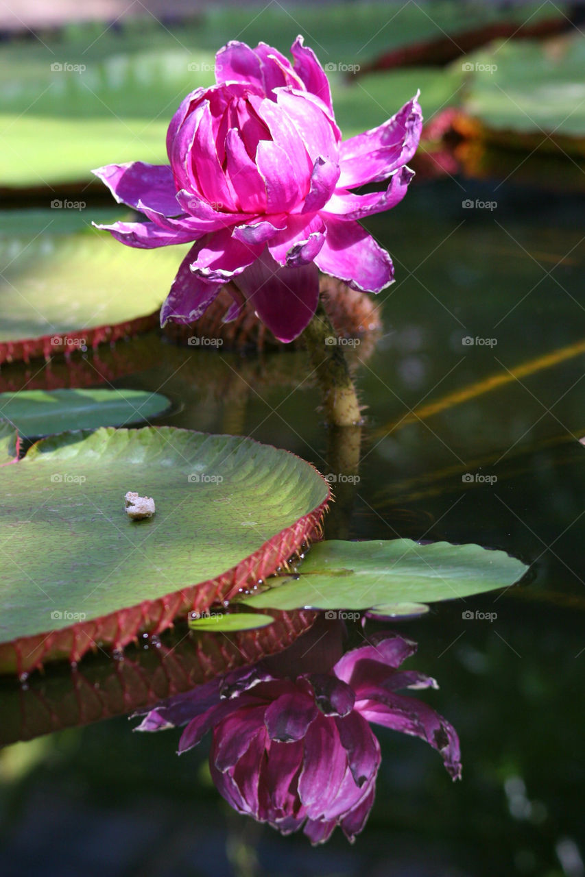 Reflection of water lily in pond