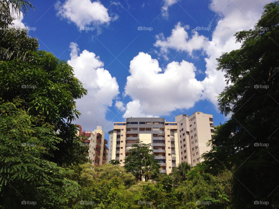goiânia sky trees by doras