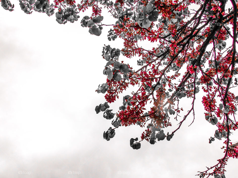 Tree branch with red flowers