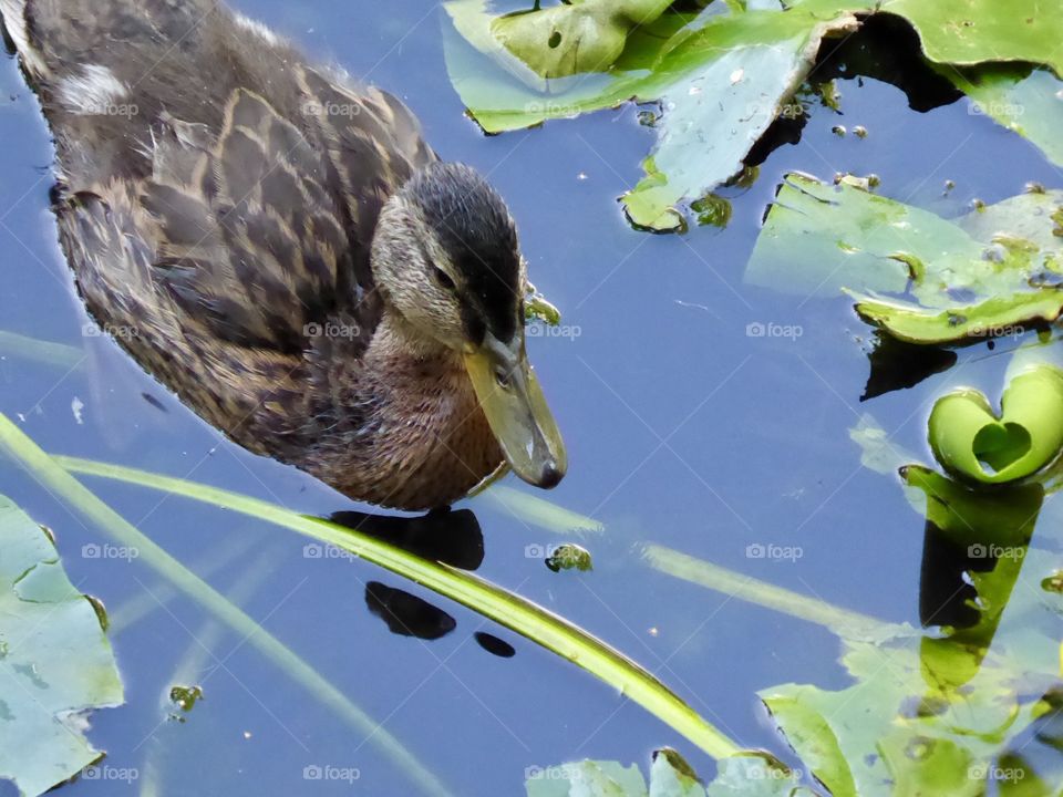 Little duck on a lake in the woods