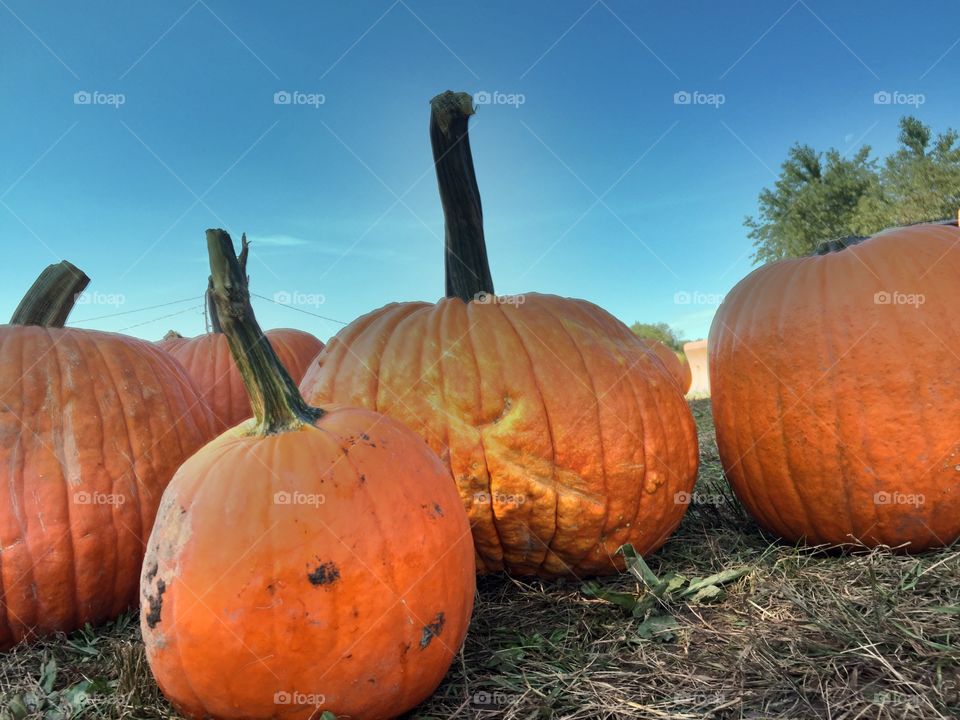 A walk in the pumpkin patch