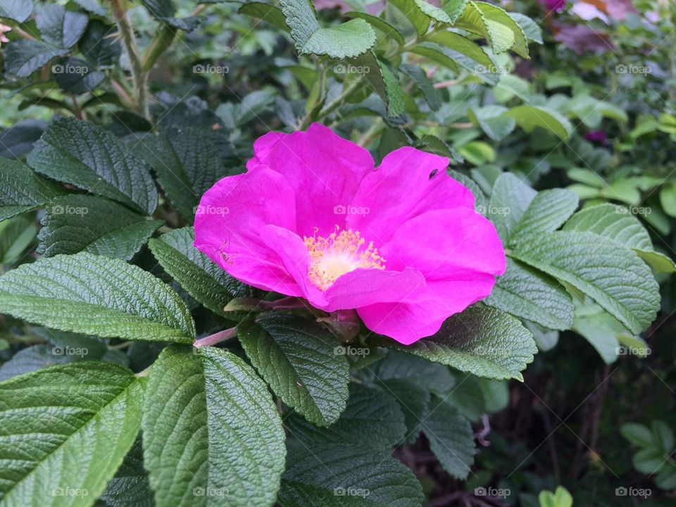 Close-up of wild rose