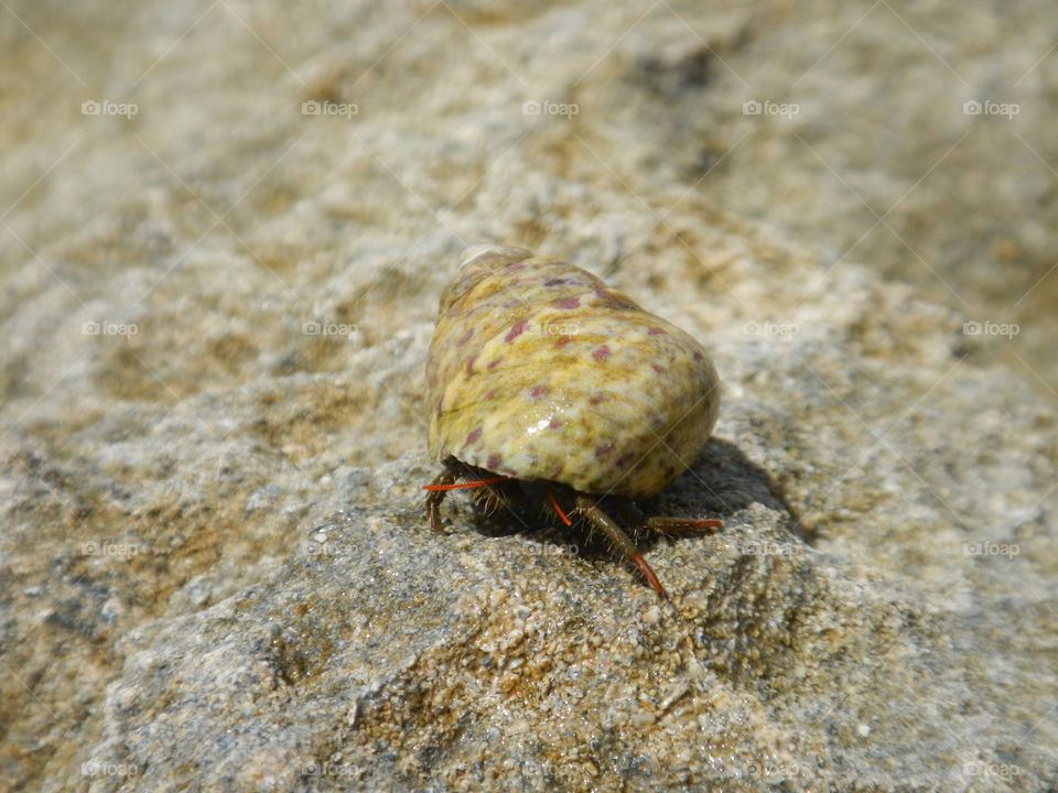 a moving shell on a rock beside de sea