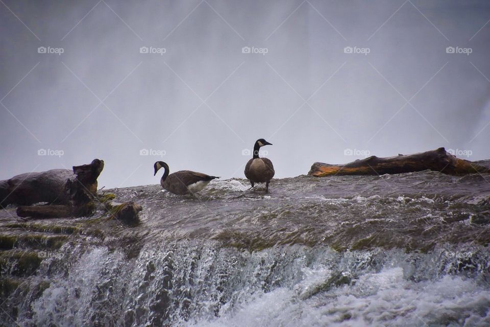 Fearless Canadian Geese on Niagara Falls