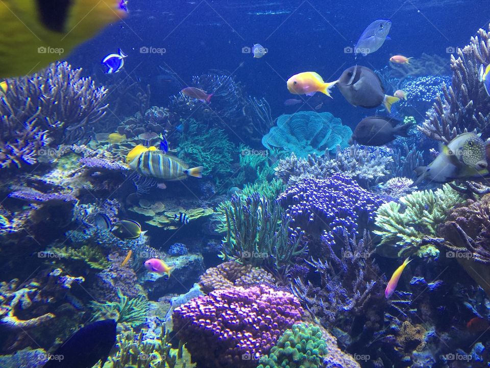 Underwater, Fish, Coral, Reef, Aquarium