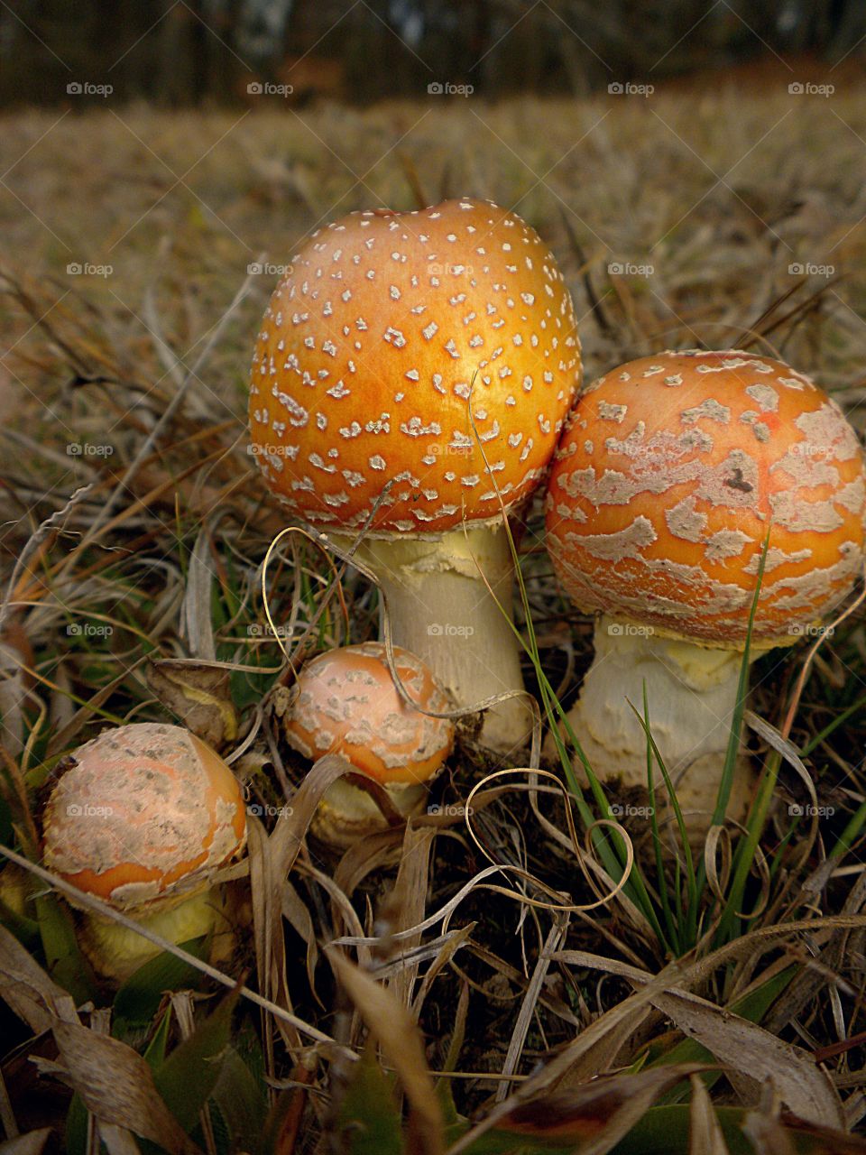 Orange shroom