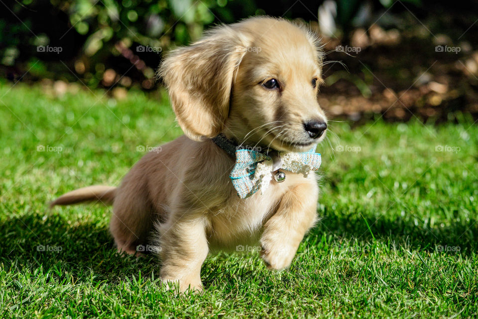 Remy the Champagne Dachshund makes a dash to escape.