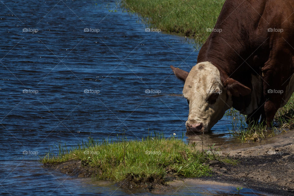 bull drinking water