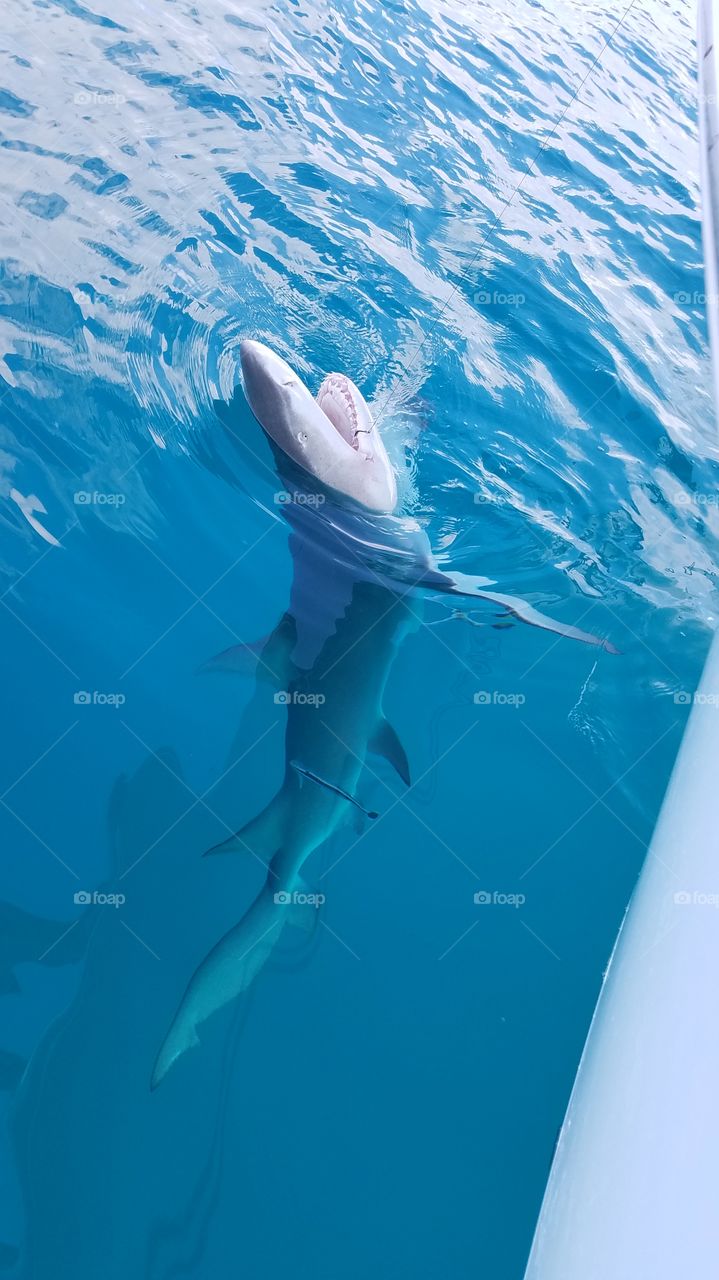 Dusky shark