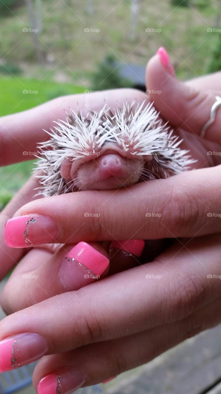 Baby Hedgehog. Baby Hedgehog baby from Regal Exotics llc