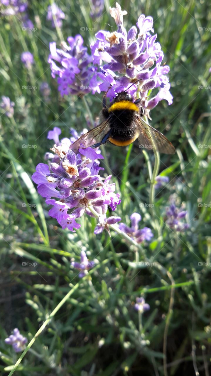 Shaggy bumblebee