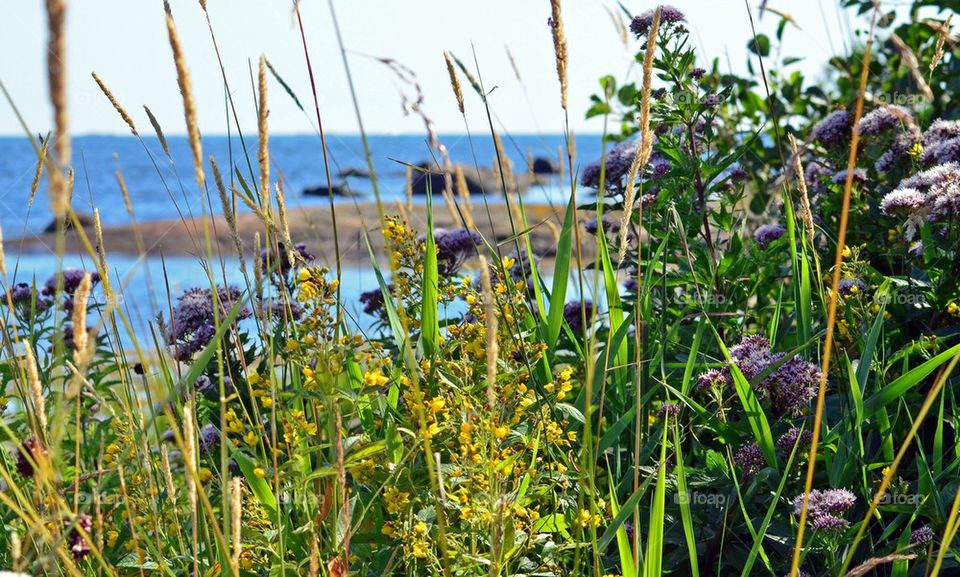 Field of wild flowers