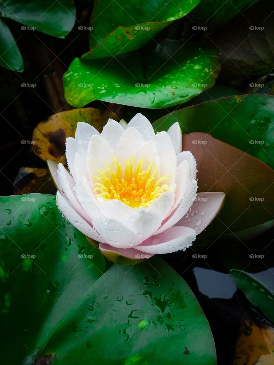 lotus flower with rain drops