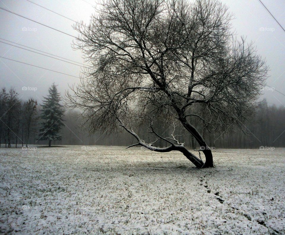 Tree, Landscape, Wood, Nature, Park