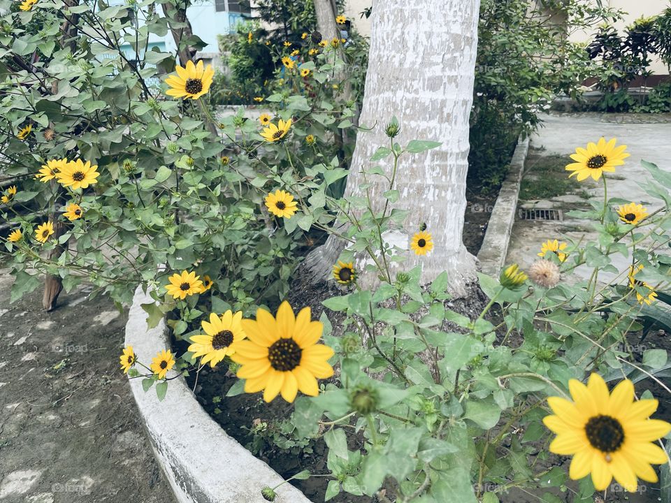 Sunflowers 🌻