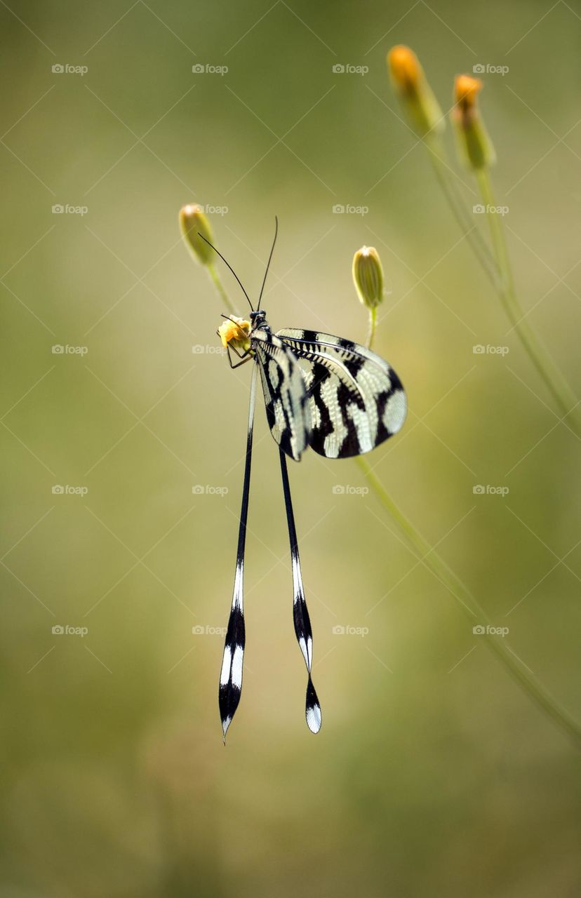 Butterfly close up