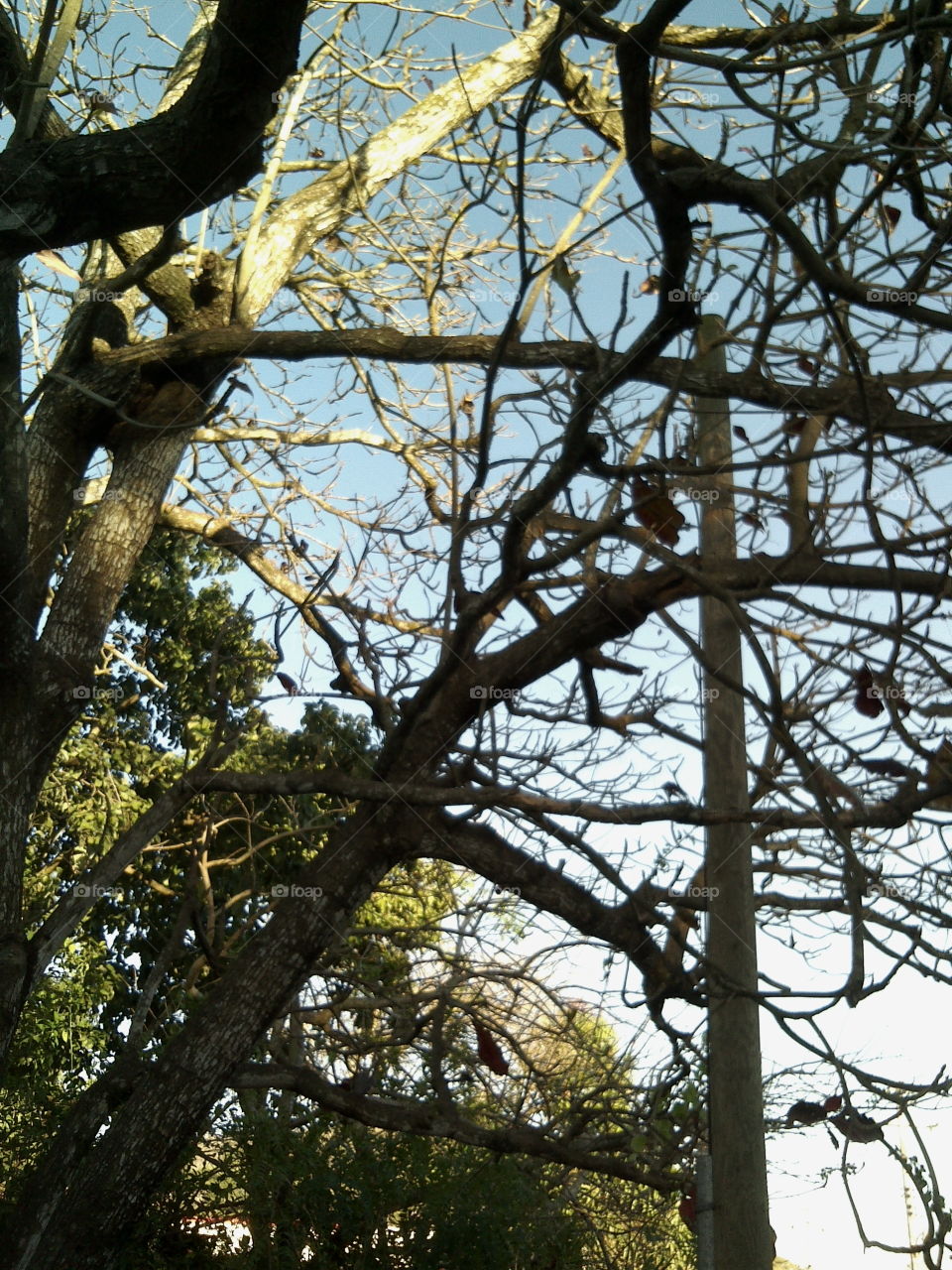 Almond tree in autumn