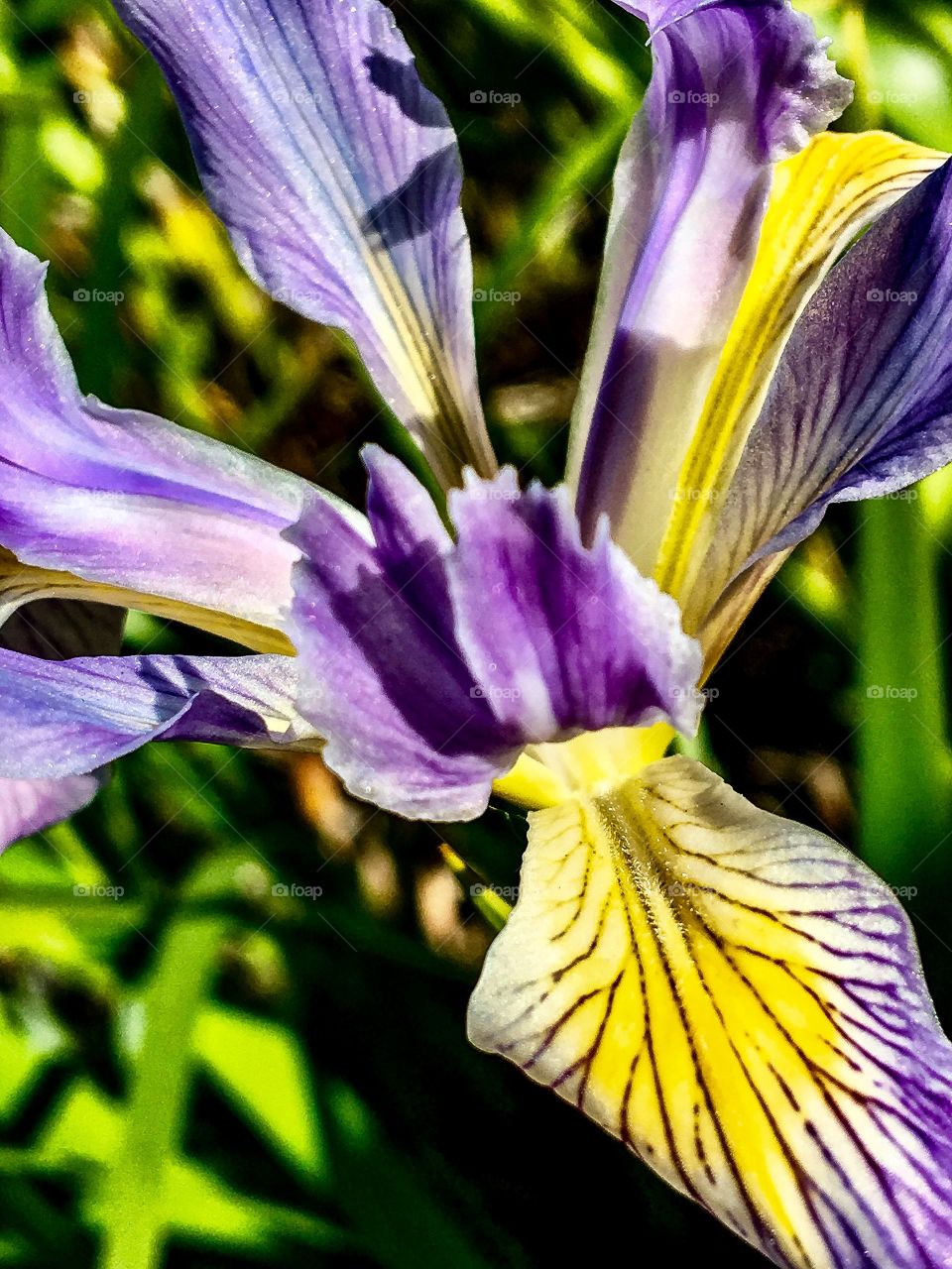Iris