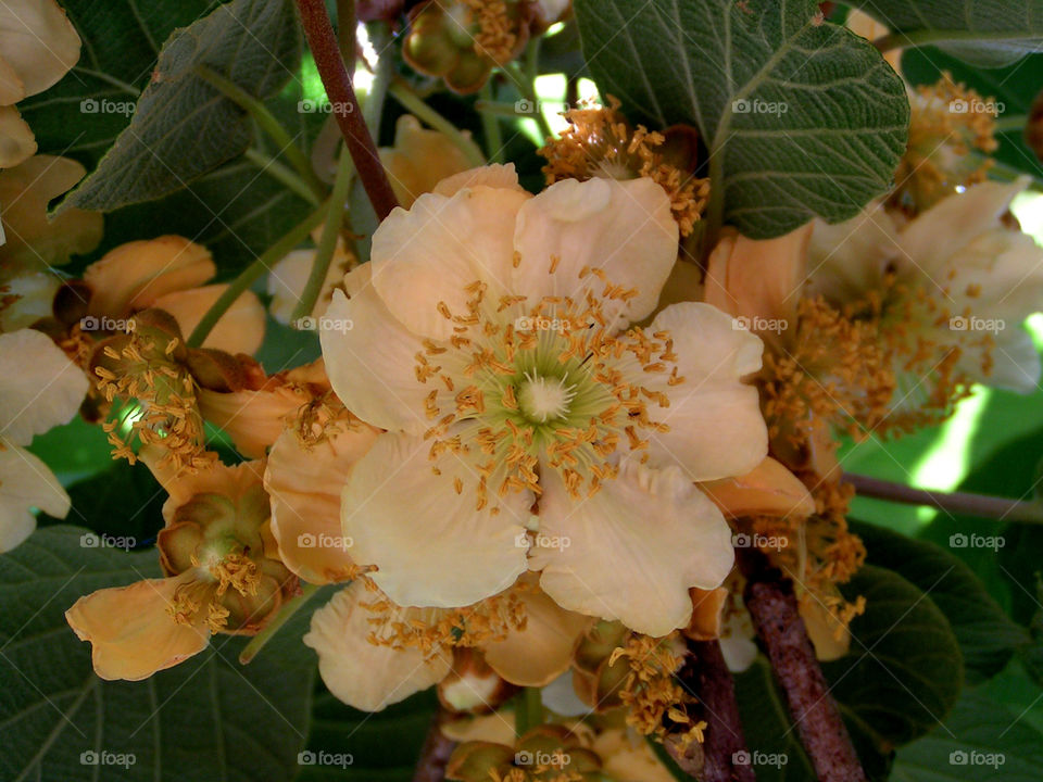 Kiwi in bloom