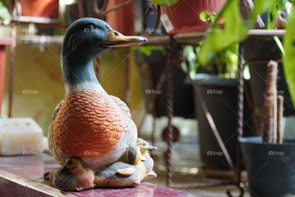 Duck, decoration