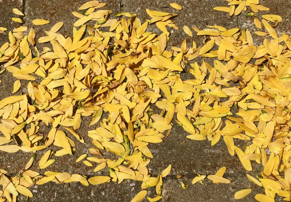 Tiny Yellow Leaves