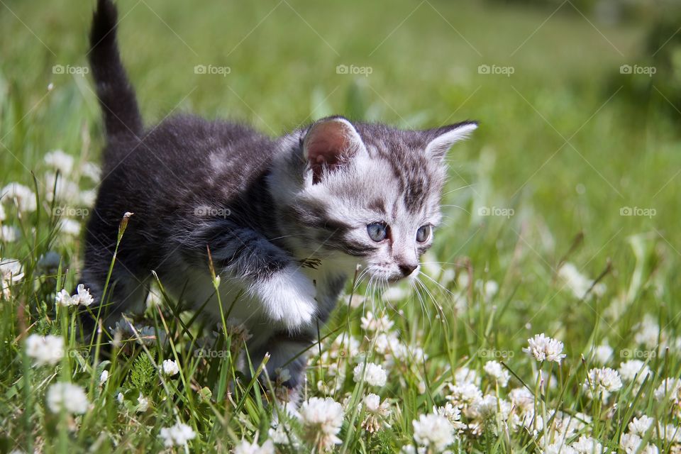 Curious kitten in the garden