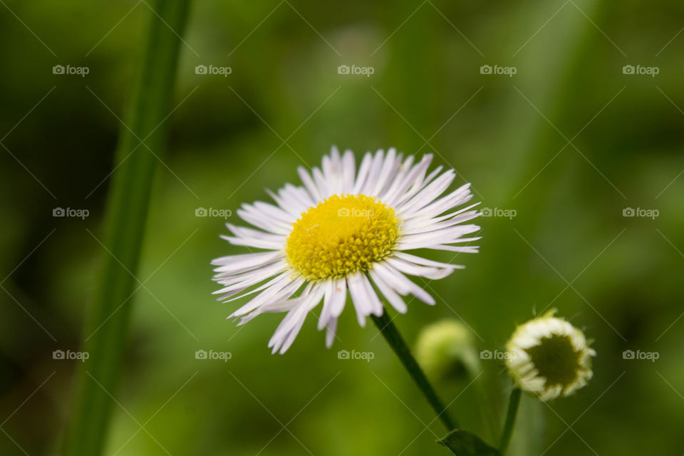 Chamomile tender against a green bokeh