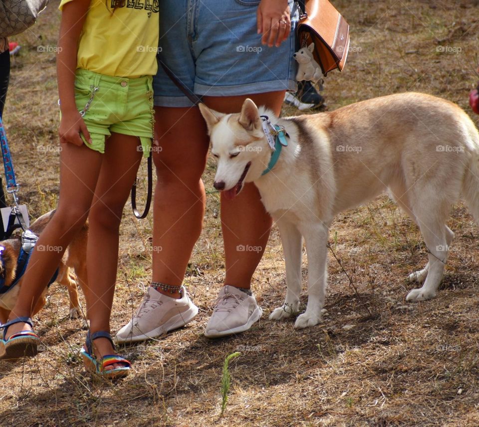 people walking with dogs