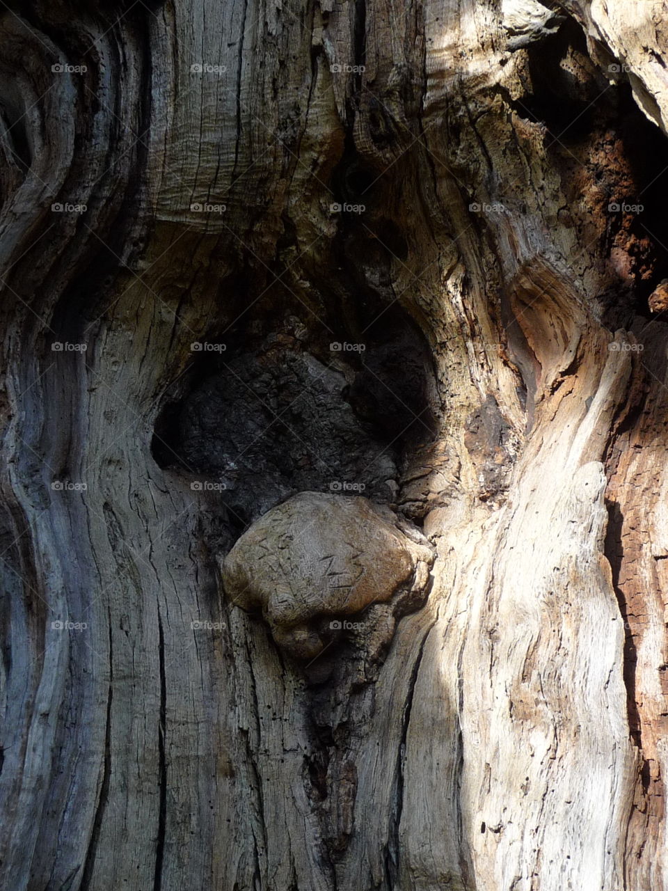 tree face