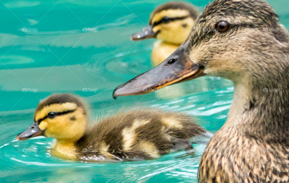 mama and ducklings