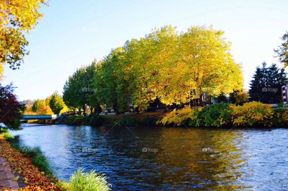 Radiant Trees by the River