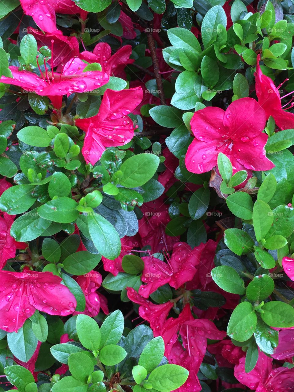 Red azalea after rain 