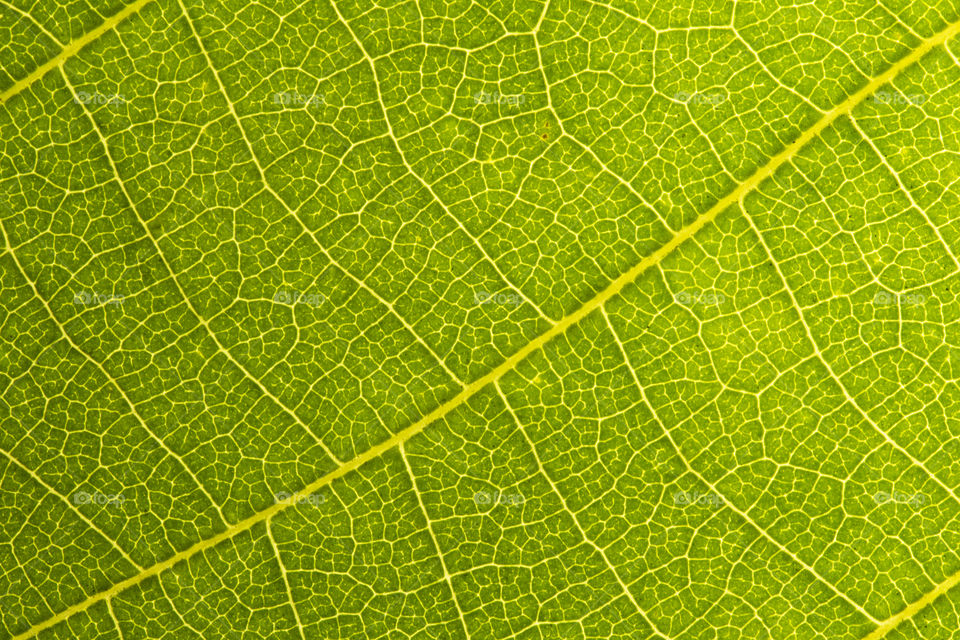 green leaf texture background.  macro shot
