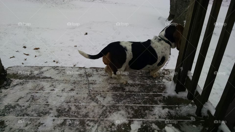 Snow, Mammal, Winter, No Person, Outdoors