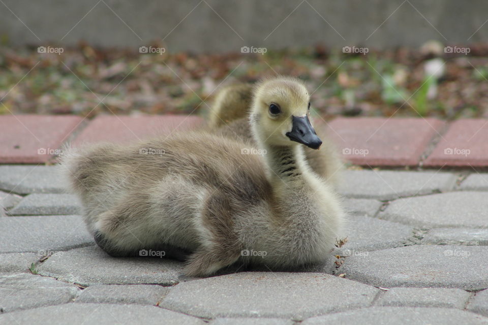 Fuzzy little gosling lying on sidewalk, looking into camera 