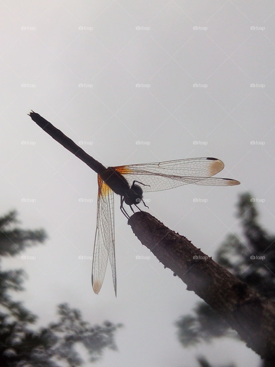 beautiful dragonfly
