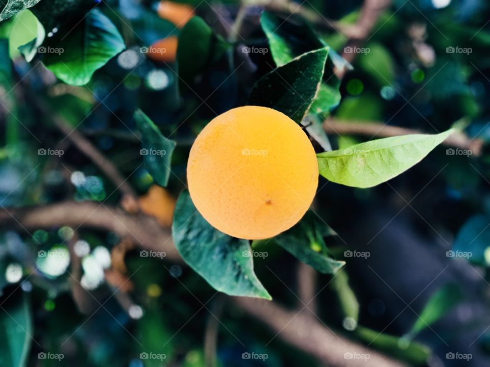 The beautiful orange in the tree can be easily reached and its pleasing to the eyes. 