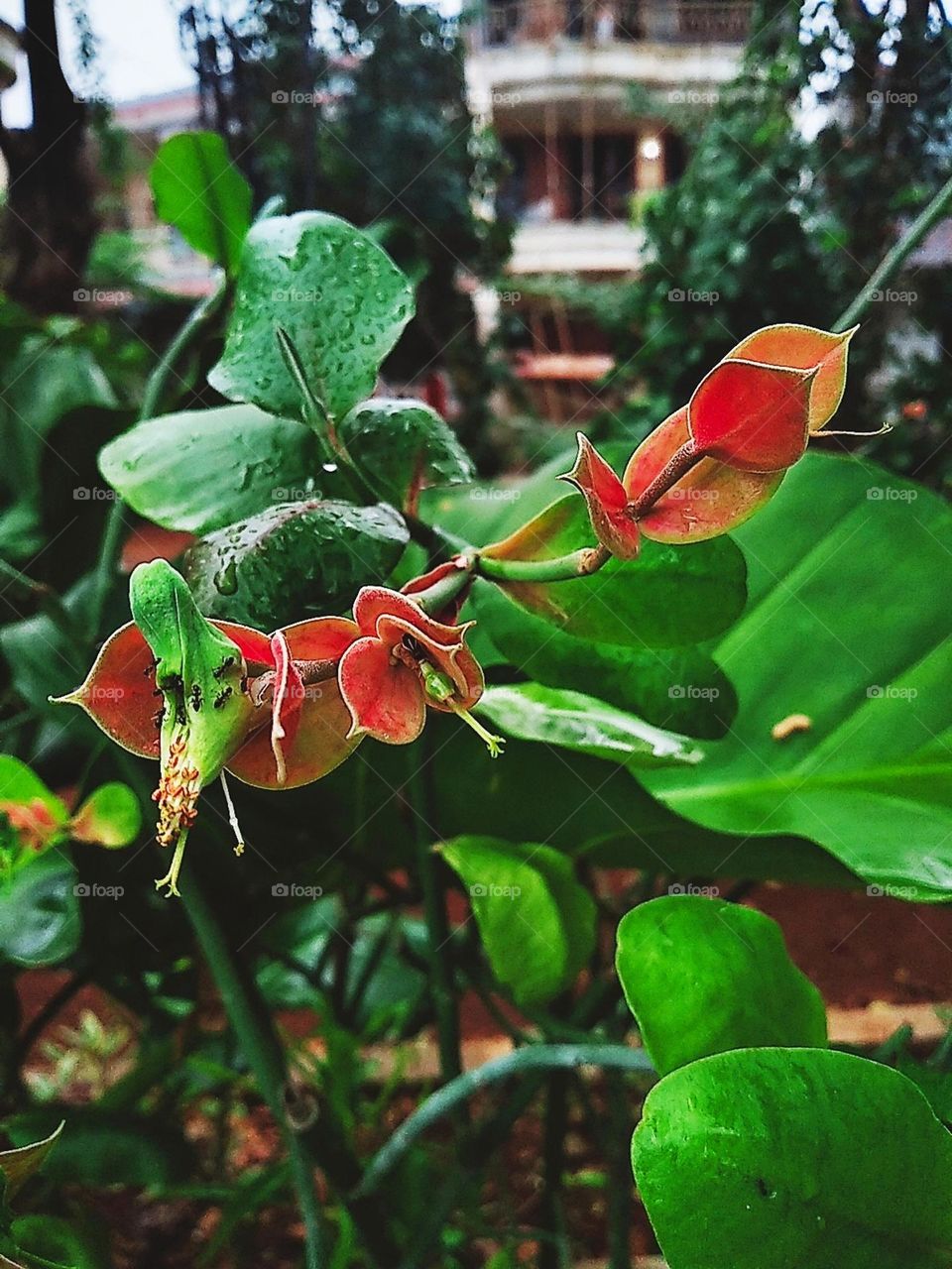 Flora and fauna - plants and ants