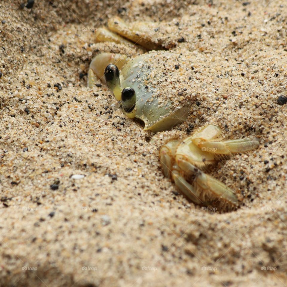 Hiding Crab