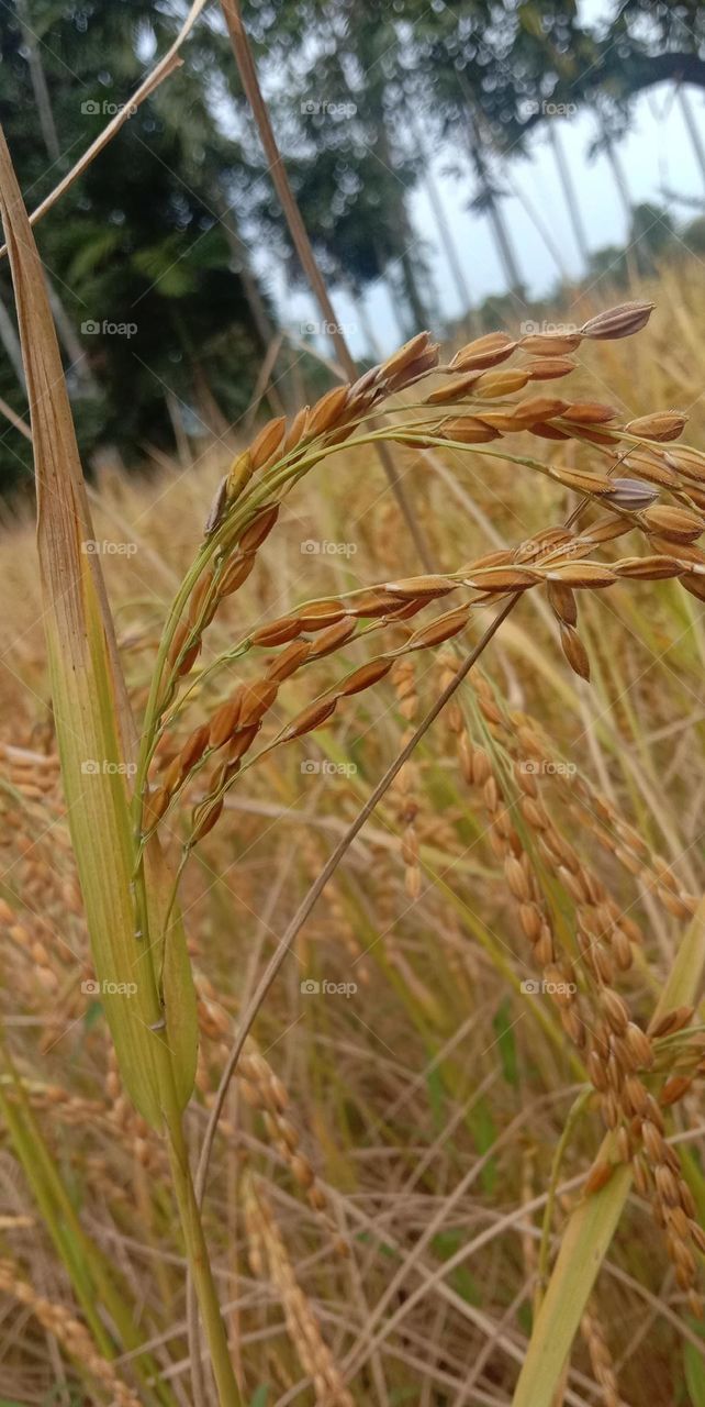 paddy field in November. it's paddy season
