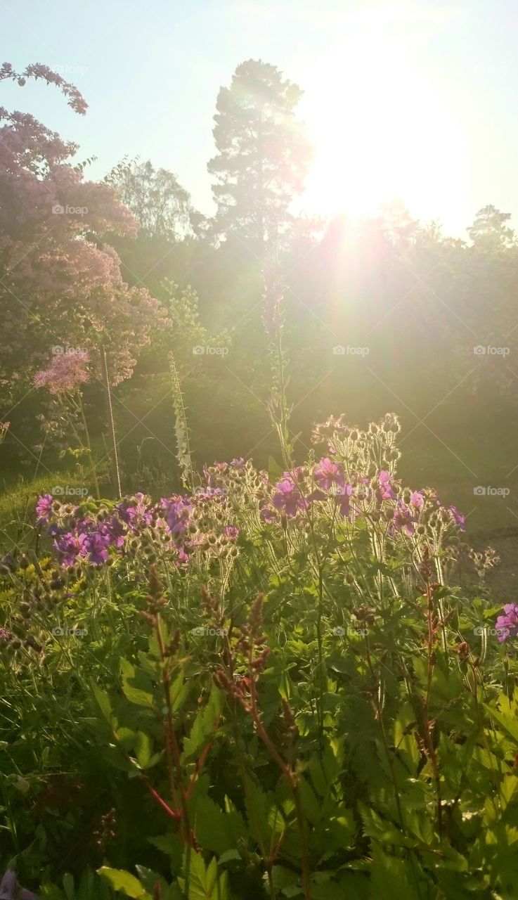 sunrays shining up flowers