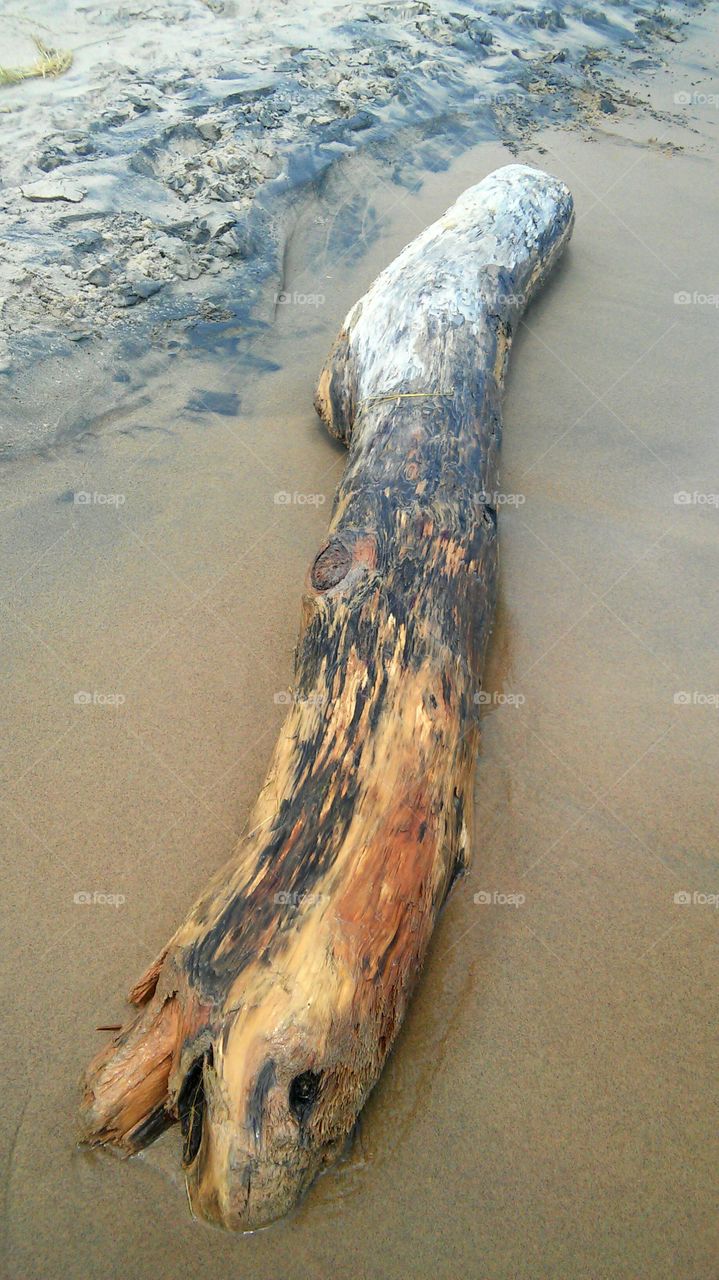 Log at beach near coastline
