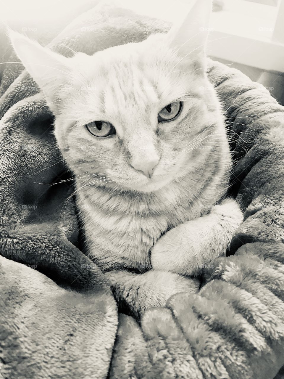 Sweet black and white photo of striped tabby cat sitting in blanket with arms crossed. 