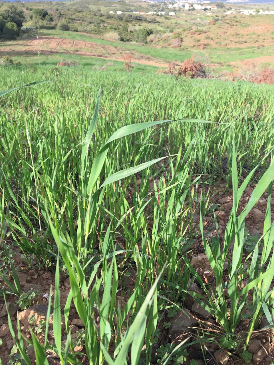 New grass in springtime 