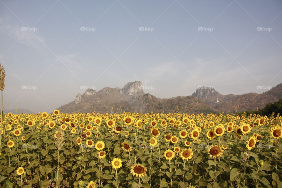 Sunflowers field 