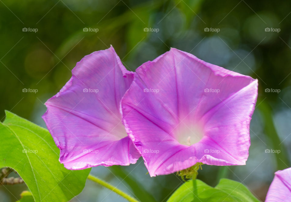Beautiful morning glory close-up flower