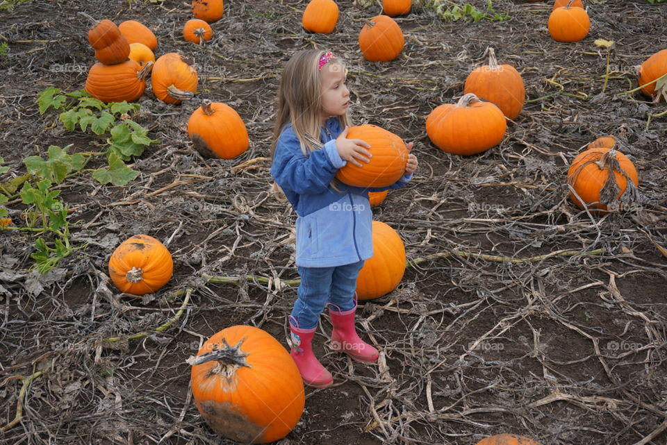 Pumpkin patch