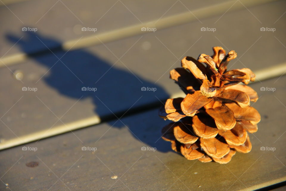 Pinecone at golden hour. A pine cone was laying on our garden table at golden hour.