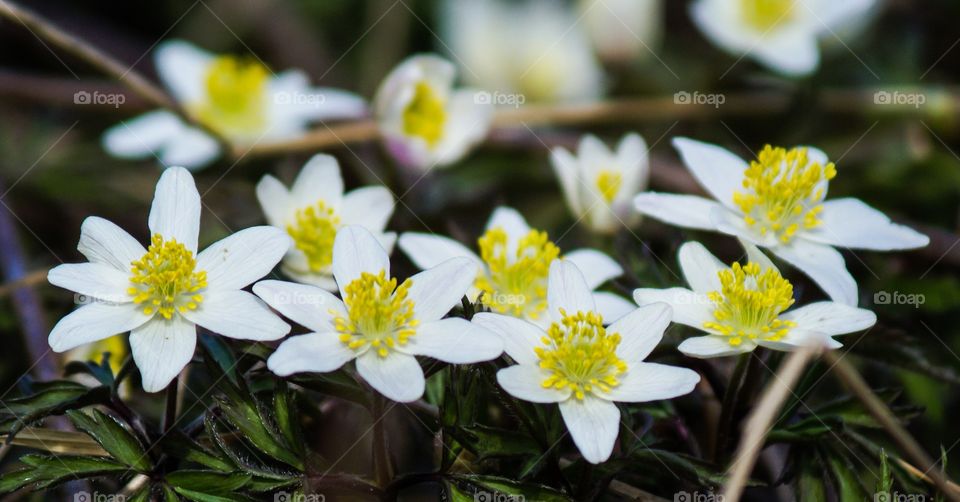 Anemones